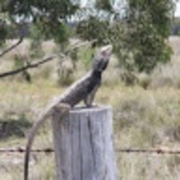 Meet your Posher, Buffalo - Picture 1 of 1